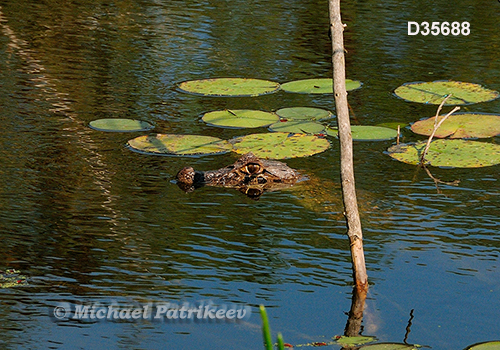 Broad-snouted Caiman (Caiman latirostris)